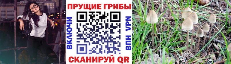 Псилоцибиновые грибы мицелий Бугульма